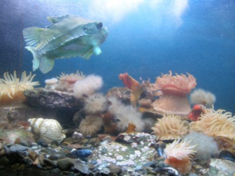 L'aquarium et ses poissons
